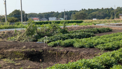 農業ギャラリー画像