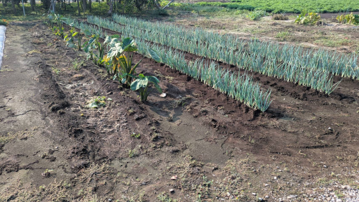 農業ギャラリー画像